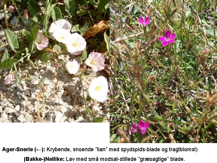 Ager-Snerle (←): Krybende, snoende ”lian” med spydspids-blade og tragtblomst) (Bakke-)Nellike: Lav med små modsat-stillede