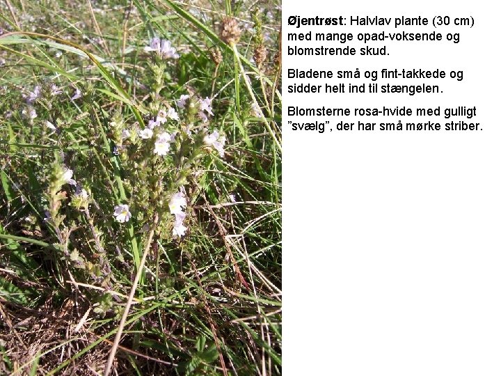 Øjentrøst: Halvlav plante (30 cm) med mange opad-voksende og blomstrende skud. Bladene små og