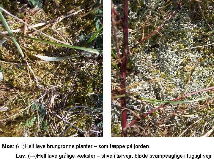 Mos: (←)Helt lave brungrønne planter – som tæppe på jorden Lav: (→)Helt lave grålige