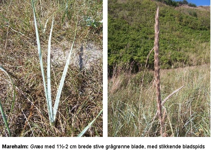 Marehalm: Græs med 1½-2 cm brede stive grågrønne blade, med stikkende bladspids 
