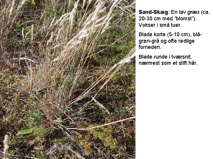 Sand-Skæg: En lav græs (ca. 20 -30 cm med ”blomst”). Vokser i små tuer.