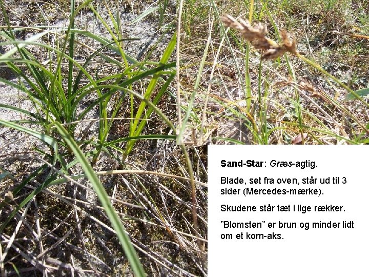 Sand-Star: Græs-agtig. Blade, set fra oven, står ud til 3 sider (Mercedes-mærke). Skudene står