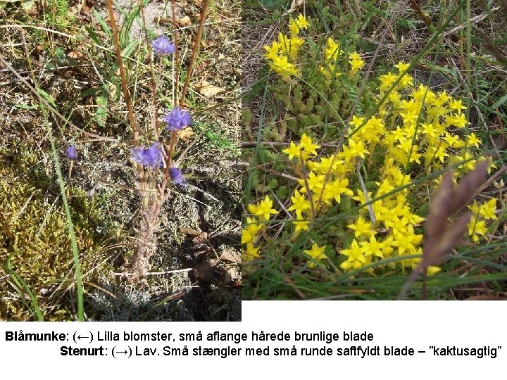 Blåmunke: (←) Lilla blomster, små aflange hårede brunlige blade Stenurt: (→) Lav. Små stængler
