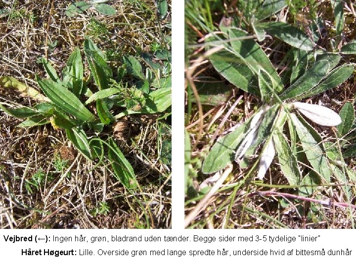 Vejbred (←): Ingen hår, grøn, bladrand uden tænder. Begge sider med 3 -5 tydelige