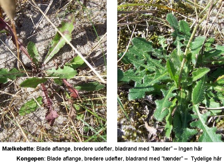 Mælkebøtte: Blade aflange, bredere udefter, bladrand med ”tænder” – Ingen hår Kongepen: Blade aflange,