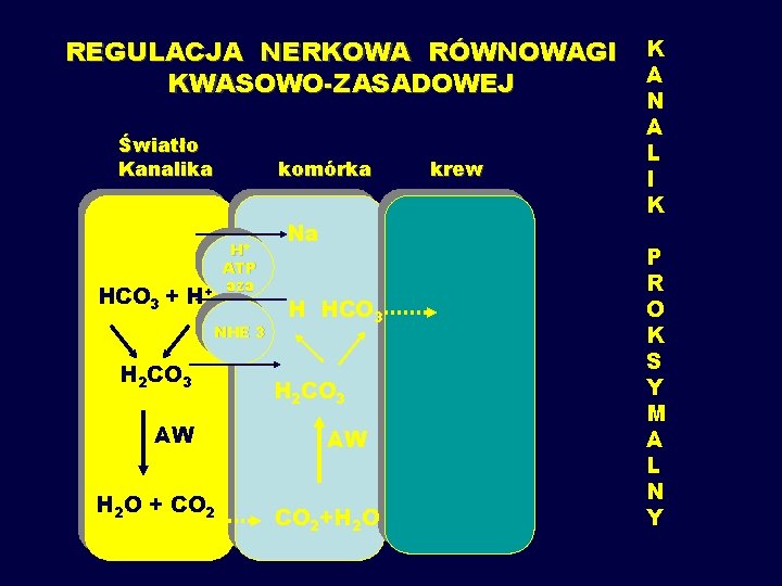 REGULACJA NERKOWA RÓWNOWAGI KWASOWO-ZASADOWEJ Światło Kanalika HCO 3 + H+ ATP aza H+ NHE
