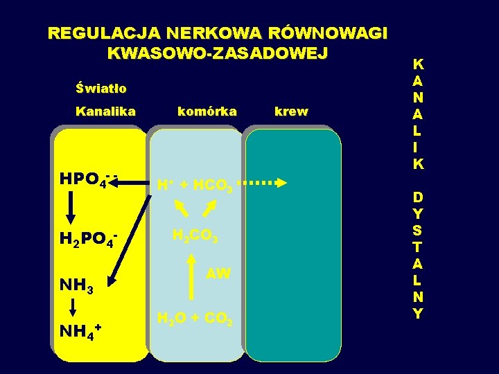 REGULACJA NERKOWA RÓWNOWAGI KWASOWO-ZASADOWEJ Światło Kanalika komórka HPO 4 - - H+ + HCO