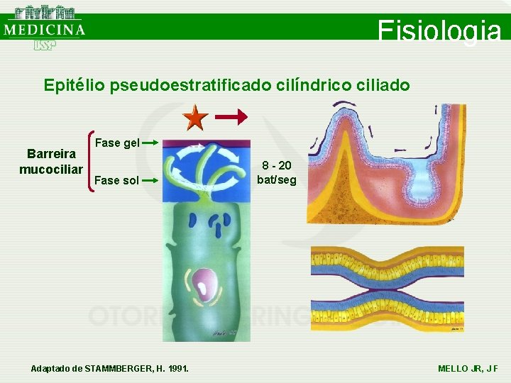 Fisiologia Epitélio pseudoestratificado cilíndrico ciliado Barreira mucociliar Fase gel Fase sol Adaptado de STAMMBERGER, Fisiologia Epitélio pseudoestratificado cilíndrico ciliado Barreira mucociliar Fase gel Fase sol Adaptado de STAMMBERGER,