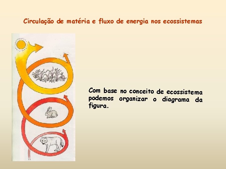 Circulação de matéria e fluxo de energia nos ecossistemas Com base no conceito de