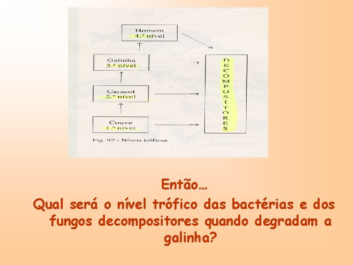 Então… Qual será o nível trófico das bactérias e dos fungos decompositores quando degradam
