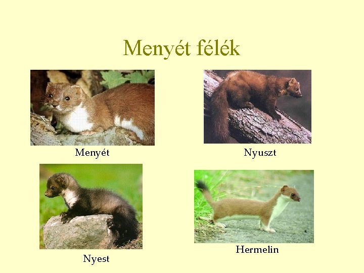 Menyét félék Menyét Nyest Nyuszt Hermelin 