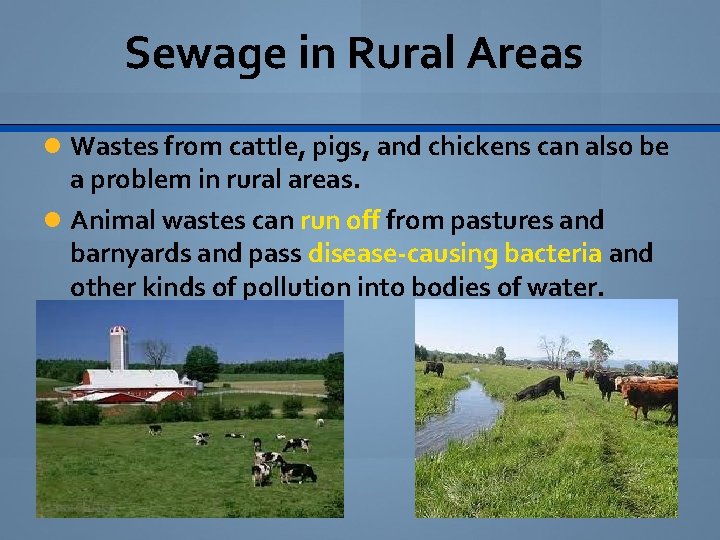 Sewage in Rural Areas Wastes from cattle, pigs, and chickens can also be a