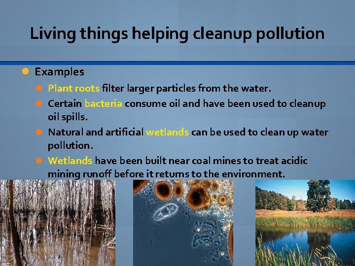 Living things helping cleanup pollution Examples Plant roots filter larger particles from the water.