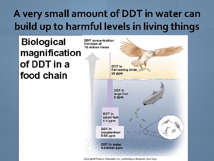 A very small amount of DDT in water can build up to harmful levels