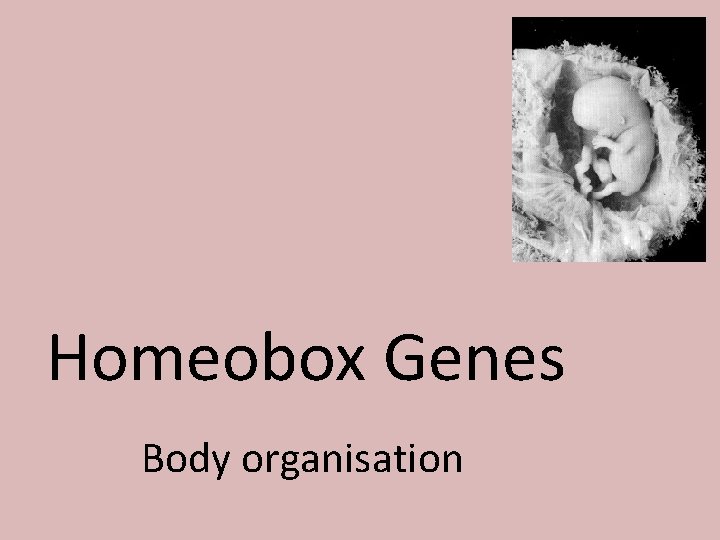 Homeobox Genes Body organisation 