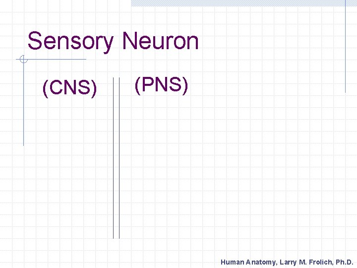 Sensory Neuron (CNS) (PNS) Human Anatomy, Larry M. Frolich, Ph. D. 