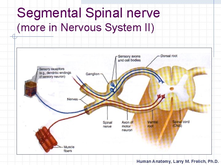 Segmental Spinal nerve (more in Nervous System II) Human Anatomy, Larry M. Frolich, Ph.