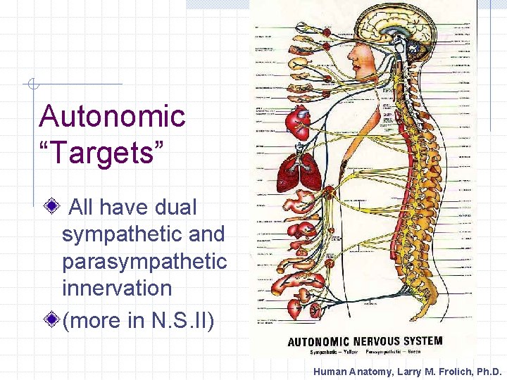 Autonomic “Targets” All have dual sympathetic and parasympathetic innervation (more in N. S. II)