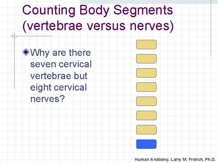Counting Body Segments (vertebrae versus nerves) Why are there seven cervical vertebrae but eight