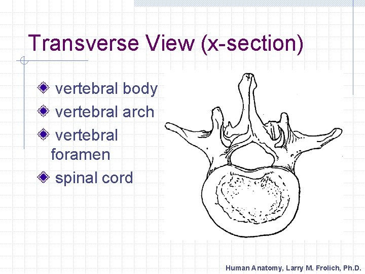 Transverse View (x-section) vertebral body vertebral arch vertebral foramen spinal cord Human Anatomy, Larry