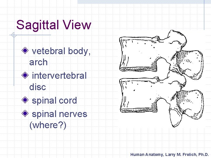 Sagittal View vetebral body, arch intervertebral disc spinal cord spinal nerves (where? ) Human