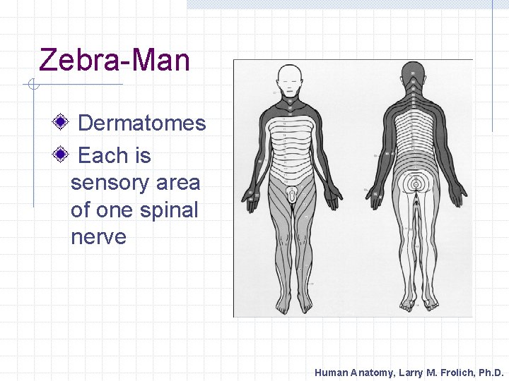 Zebra-Man Dermatomes Each is sensory area of one spinal nerve Human Anatomy, Larry M.