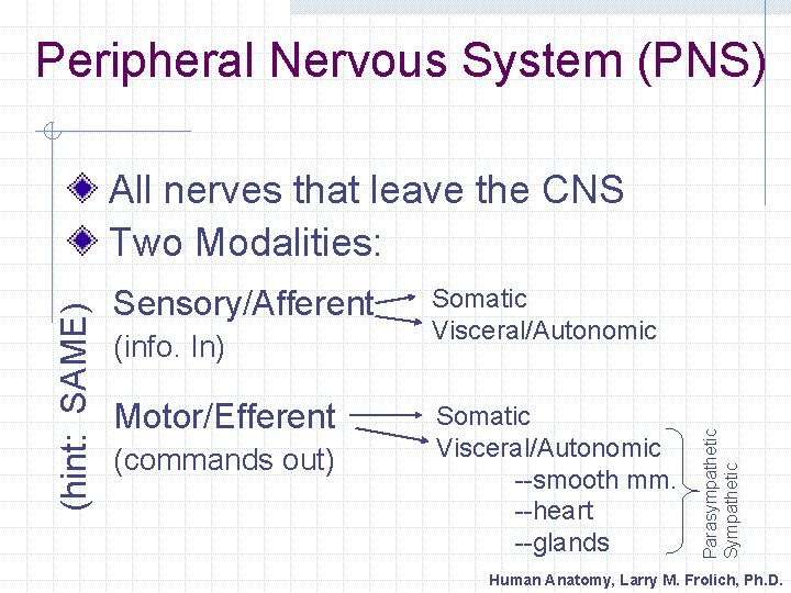Peripheral Nervous System (PNS) Sensory/Afferent (info. In) Motor/Efferent (commands out) Somatic Visceral/Autonomic --smooth mm.