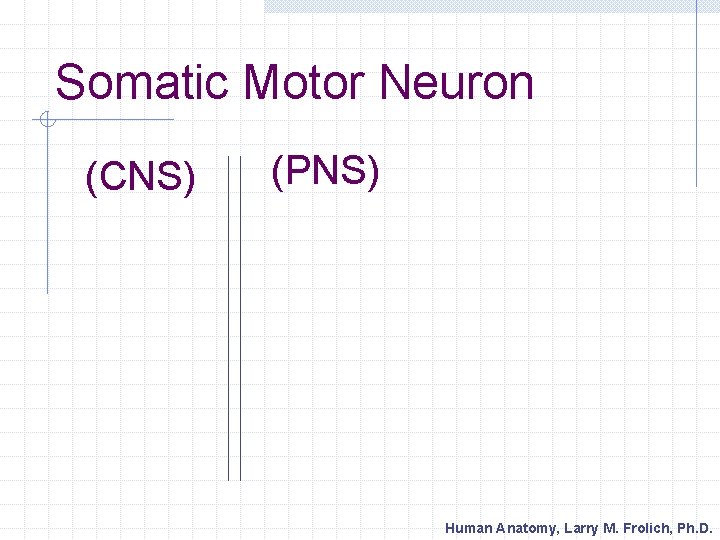 Somatic Motor Neuron (CNS) (PNS) Human Anatomy, Larry M. Frolich, Ph. D. 