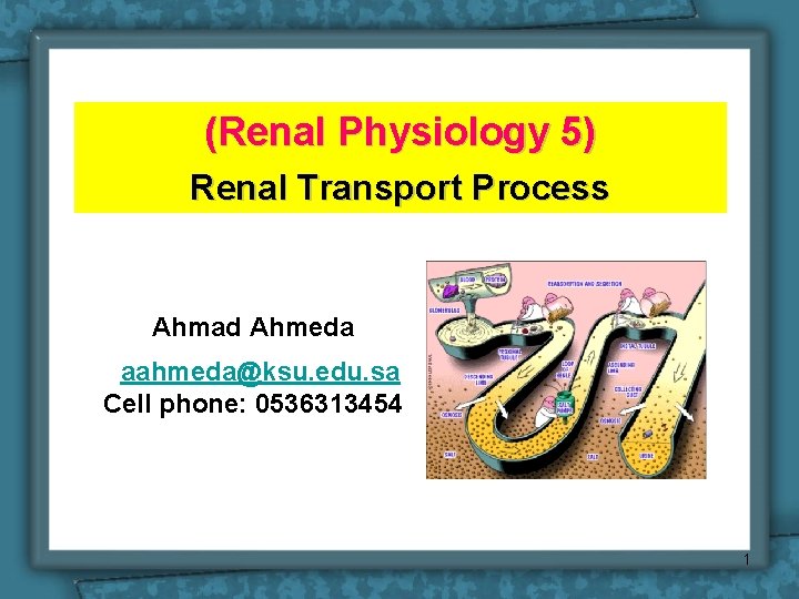 (Renal Physiology 5) Renal Transport Process Ahmad Ahmeda aahmeda@ksu. edu. sa Cell phone: 0536313454