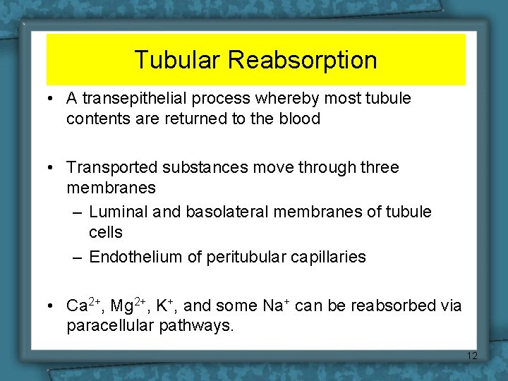 Tubular Reabsorption • A transepithelial process whereby most tubule contents are returned to the