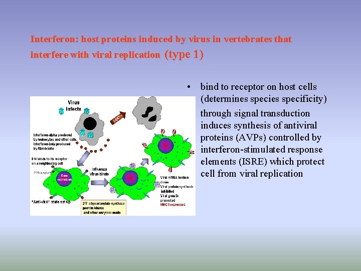 Interferon: host proteins induced by virus in vertebrates that interfere with viral replication (type