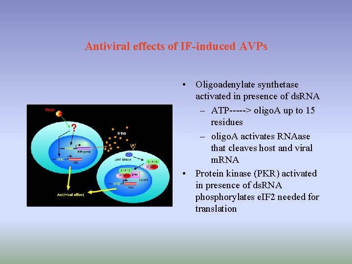 Antiviral effects of IF-induced AVPs • Oligoadenylate synthetase activated in presence of ds. RNA Antiviral effects of IF-induced AVPs • Oligoadenylate synthetase activated in presence of ds. RNA