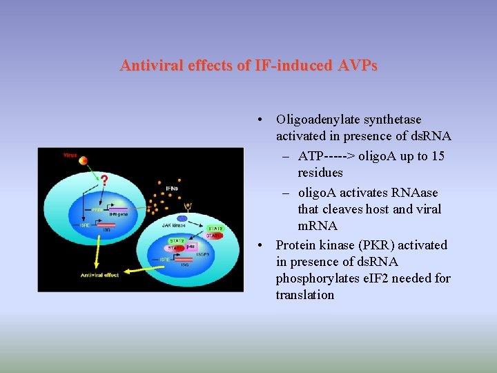 Antiviral effects of IF-induced AVPs • Oligoadenylate synthetase activated in presence of ds. RNA