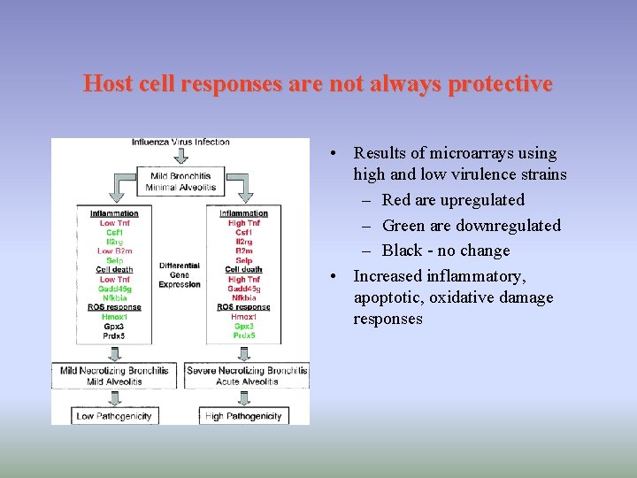 Host cell responses are not always protective • Results of microarrays using high and