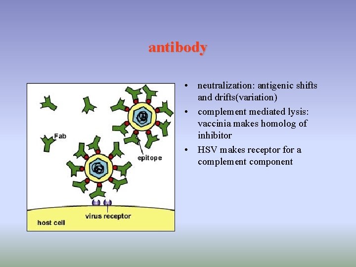 antibody • neutralization: antigenic shifts and drifts(variation) • complement mediated lysis: vaccinia makes homolog
