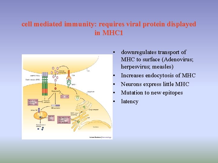 cell mediated immunity: requires viral protein displayed in MHC 1 • downregulates transport of cell mediated immunity: requires viral protein displayed in MHC 1 • downregulates transport of