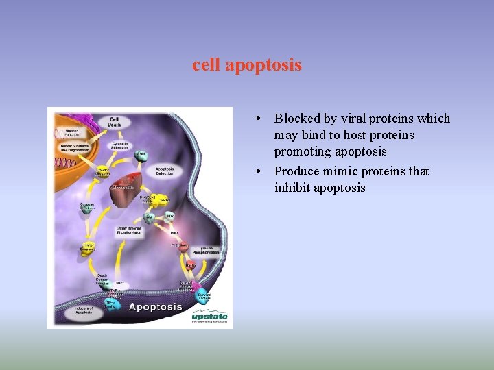 cell apoptosis • Blocked by viral proteins which may bind to host proteins promoting