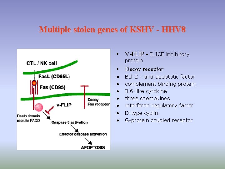Multiple stolen genes of KSHV - HHV 8 • V-FLIP - FLICE inhibitory protein