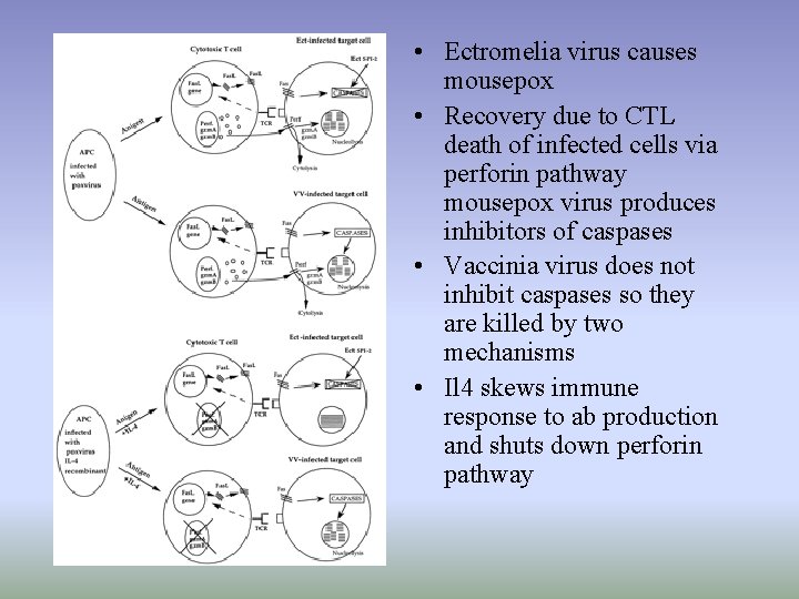  • Ectromelia virus causes mousepox • Recovery due to CTL death of infected