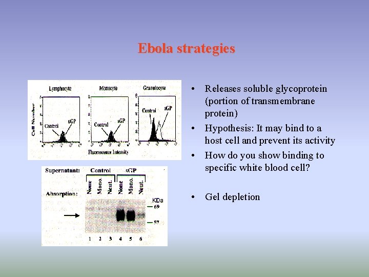 Ebola strategies • Releases soluble glycoprotein (portion of transmembrane protein) • Hypothesis: It may