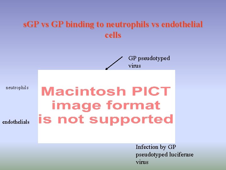 s. GP vs GP binding to neutrophils vs endothelial cells GP pseudotyped virus neutrophils