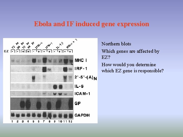 Ebola and IF induced gene expression • Northern blots • Which genes are affected