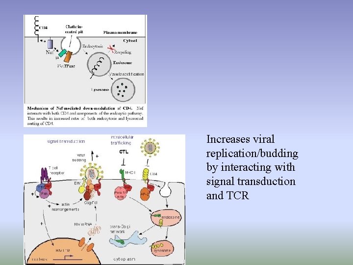 Increases viral replication/budding by interacting with signal transduction and TCR Increases viral replication/budding by interacting with signal transduction and TCR