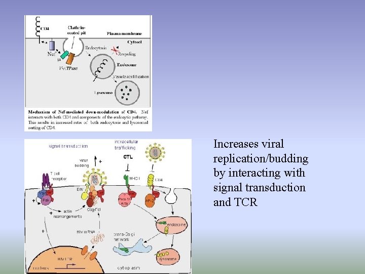 Increases viral replication/budding by interacting with signal transduction and TCR 