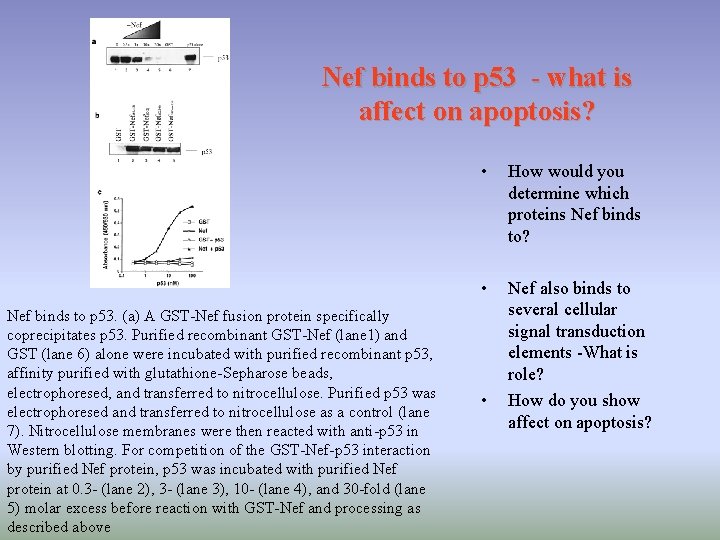 Nef binds to p 53 - what is affect on apoptosis? Nef binds to Nef binds to p 53 - what is affect on apoptosis? Nef binds to