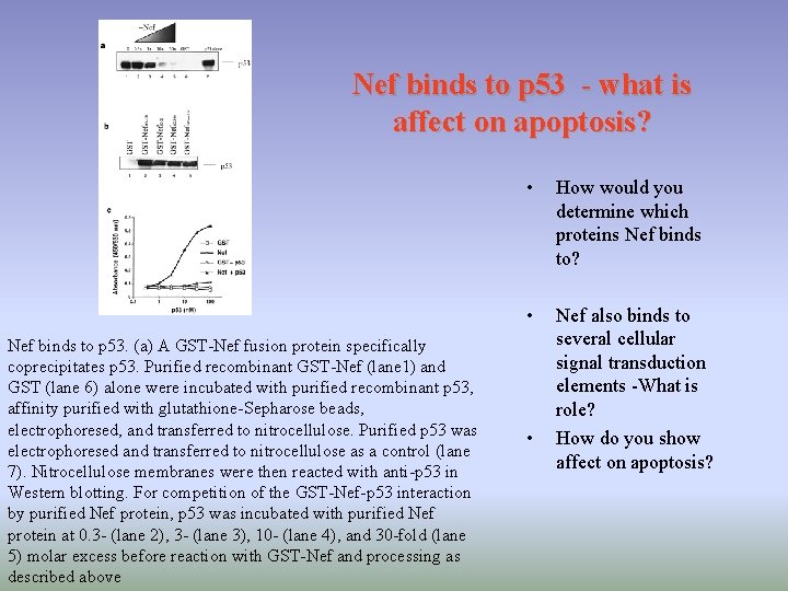 Nef binds to p 53 - what is affect on apoptosis? Nef binds to