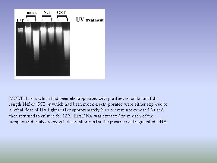 MOLT-4 cells which had been electroporated with purified recombinant fulllength Nef or GST or MOLT-4 cells which had been electroporated with purified recombinant fulllength Nef or GST or