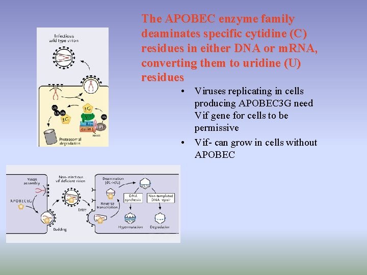 The APOBEC enzyme family deaminates specific cytidine (C) residues in either DNA or m.