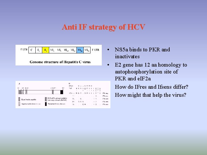 Anti IF strategy of HCV • NS 5 a binds to PKR and inactivates Anti IF strategy of HCV • NS 5 a binds to PKR and inactivates