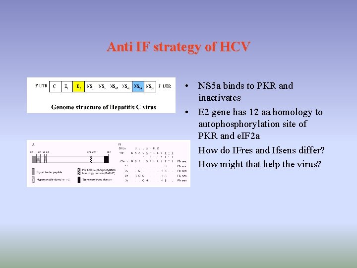 Anti IF strategy of HCV • NS 5 a binds to PKR and inactivates